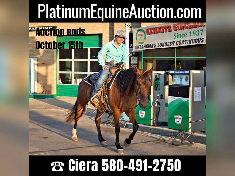 American Quarter Horse Stute 7 Jahre Rotbrauner in PERRY, OK