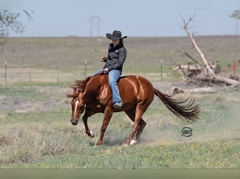 American Quarter Horse Stute 7 Jahre Rotfuchs in Canyon, TX
