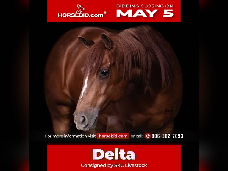 American Quarter Horse Stute 7 Jahre Rotfuchs in Canyon, TX