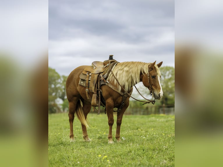 American Quarter Horse Stute 7 Jahre Rotfuchs in Herrick