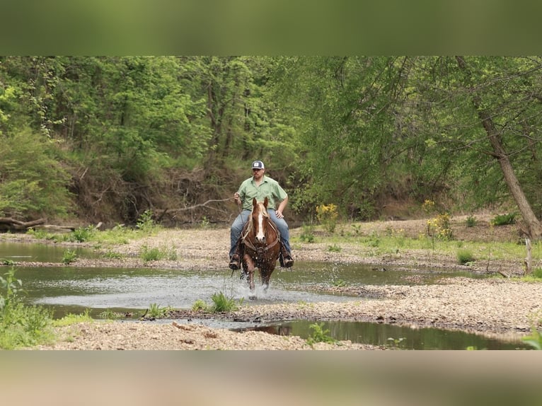 American Quarter Horse Stute 7 Jahre Rotfuchs in Herrick