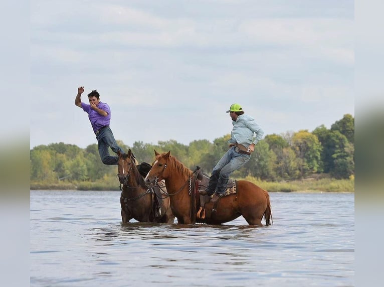 American Quarter Horse Stute 7 Jahre Rotfuchs in Van Horne IA