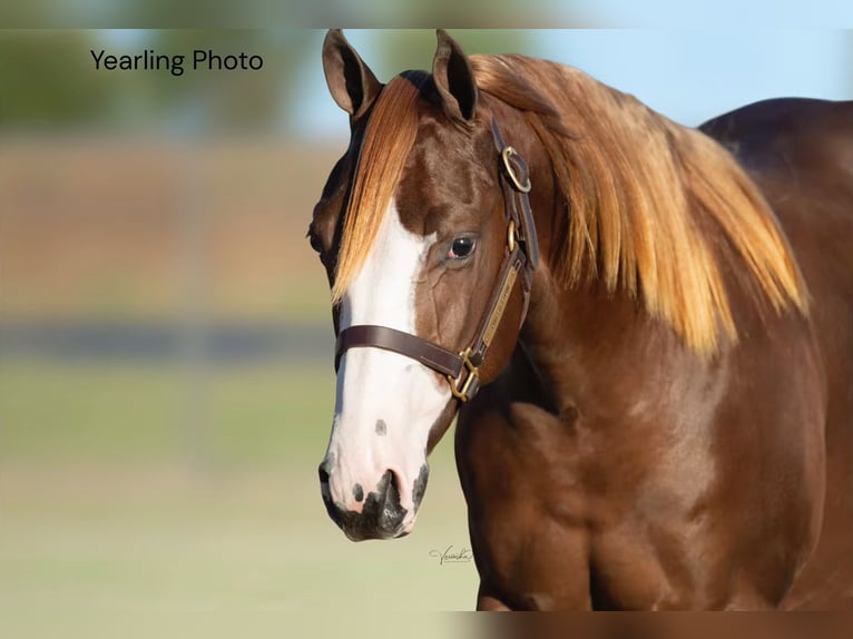 American Quarter Horse Stute 7 Jahre Rotfuchs in Oelwein