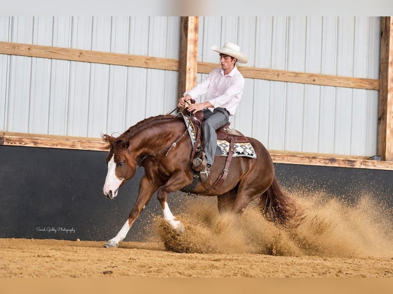 American Quarter Horse Stute 7 Jahre Rotfuchs in Oelwein