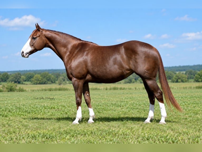 American Quarter Horse Stute 7 Jahre Rotfuchs in Oelwein