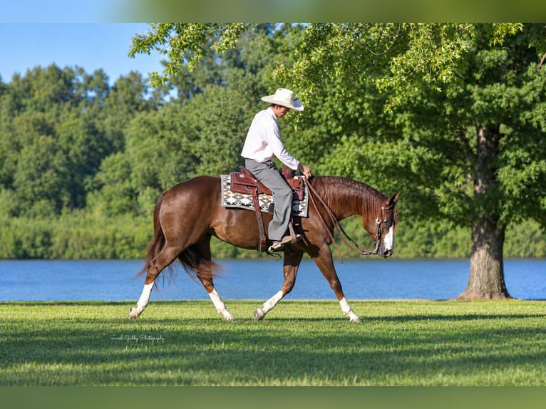 American Quarter Horse Stute 7 Jahre Rotfuchs in Oelwein