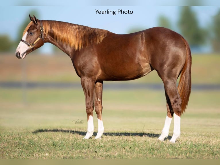 American Quarter Horse Stute 7 Jahre Rotfuchs in Oelwein