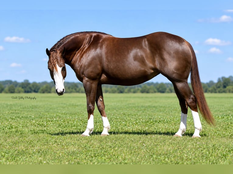 American Quarter Horse Stute 7 Jahre Rotfuchs in Oelwein