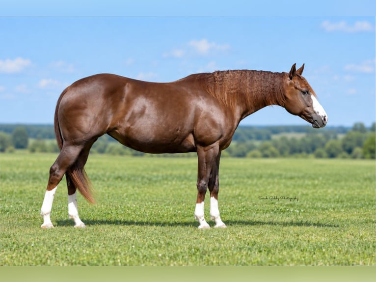 American Quarter Horse Stute 7 Jahre Rotfuchs in Oelwein