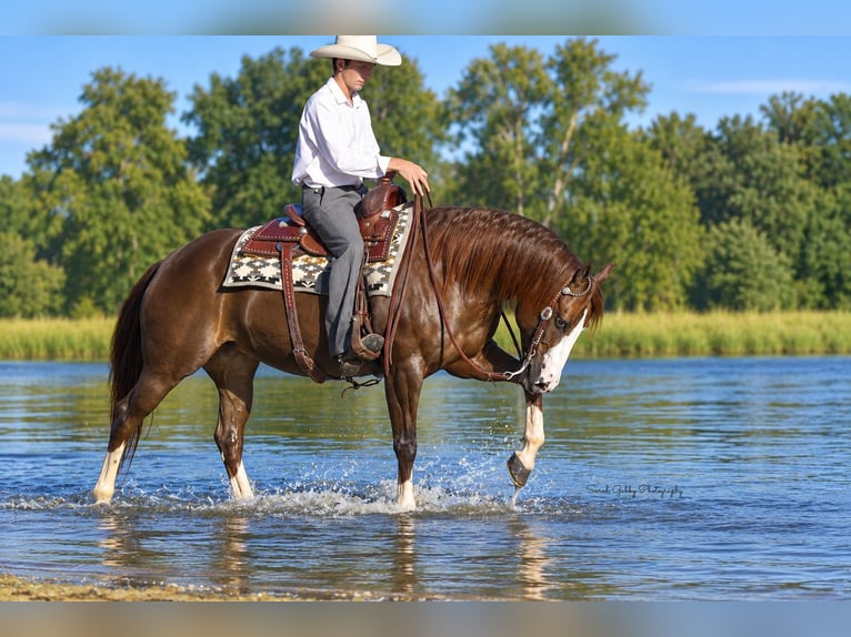 American Quarter Horse Stute 7 Jahre Rotfuchs in Oelwein