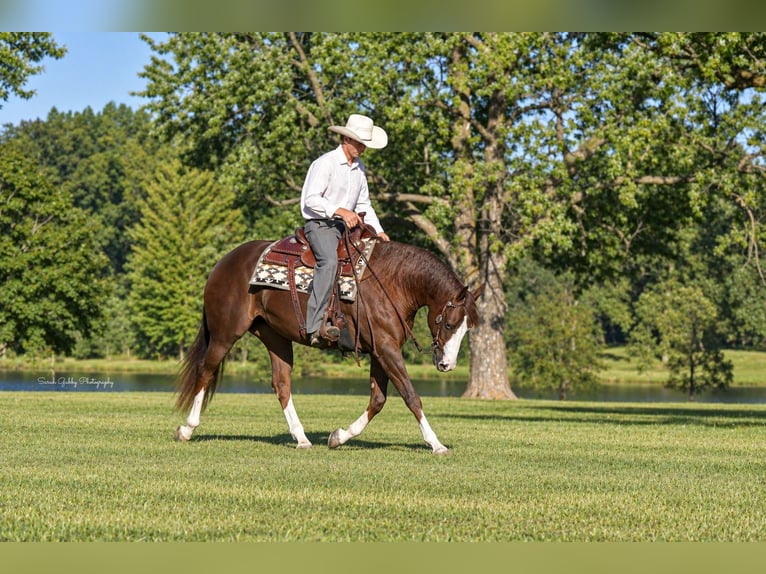 American Quarter Horse Stute 7 Jahre Rotfuchs in Oelwein