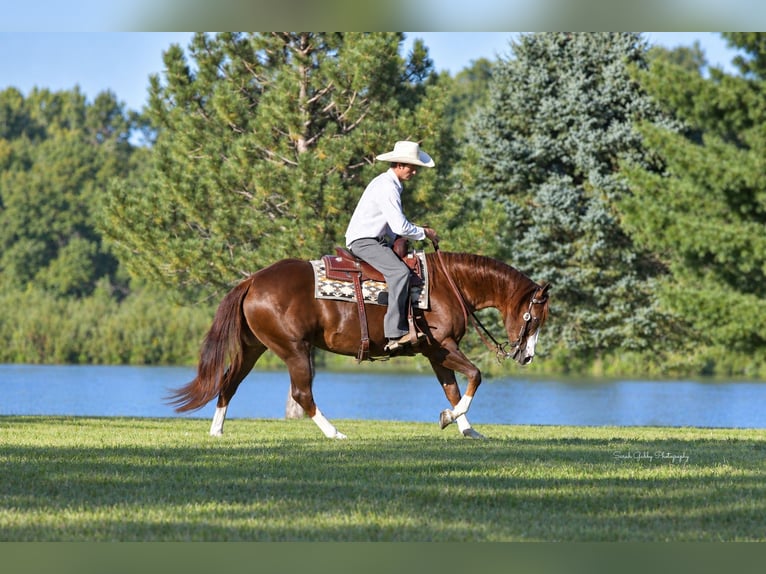 American Quarter Horse Stute 7 Jahre Rotfuchs in Oelwein