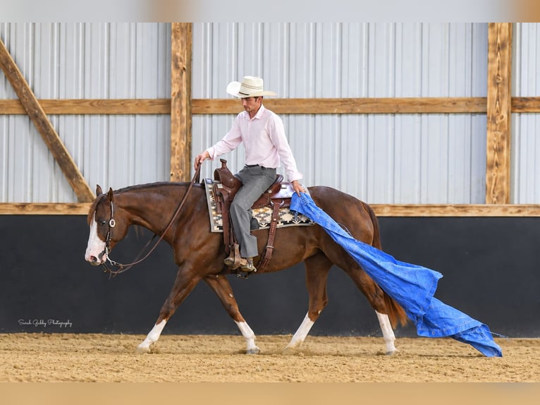 American Quarter Horse Stute 7 Jahre Rotfuchs in Oelwein