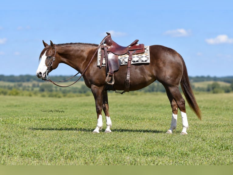 American Quarter Horse Stute 7 Jahre Rotfuchs in Oelwein