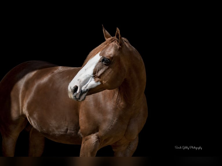 American Quarter Horse Stute 7 Jahre Rotfuchs in Oelwein