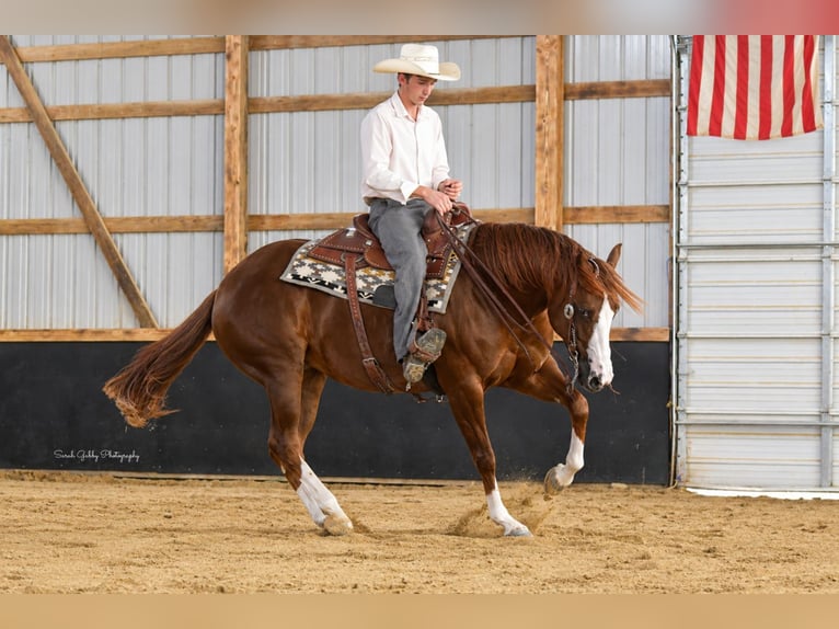 American Quarter Horse Stute 7 Jahre Rotfuchs in Oelwein