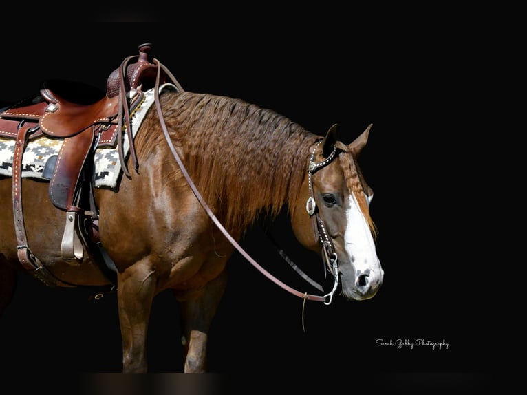 American Quarter Horse Stute 7 Jahre Rotfuchs in Oelwein