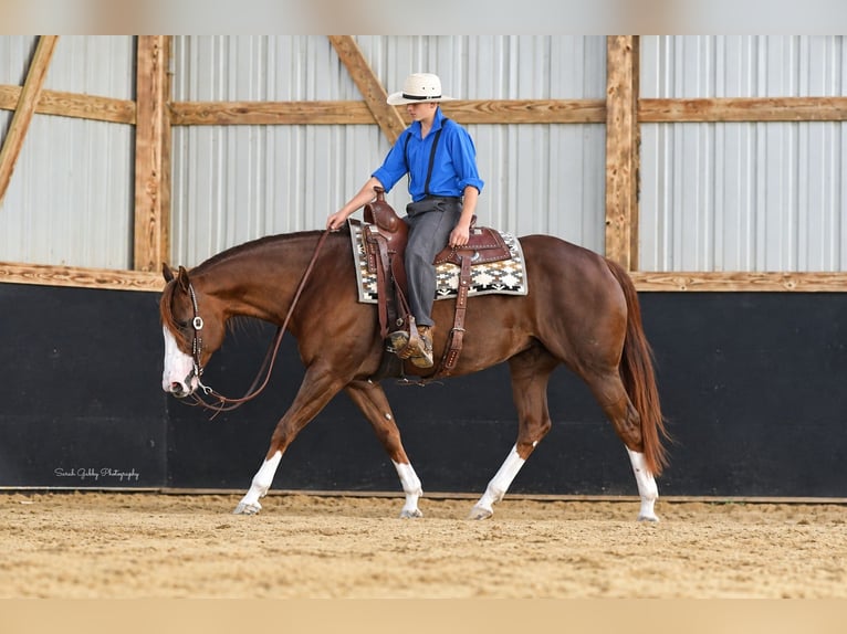 American Quarter Horse Stute 7 Jahre Rotfuchs in Oelwein