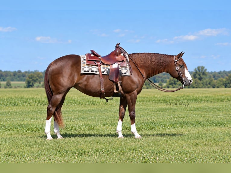 American Quarter Horse Stute 7 Jahre Rotfuchs in Oelwein
