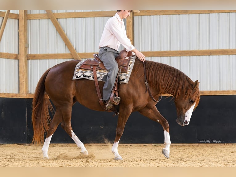 American Quarter Horse Stute 7 Jahre Rotfuchs in Oelwein