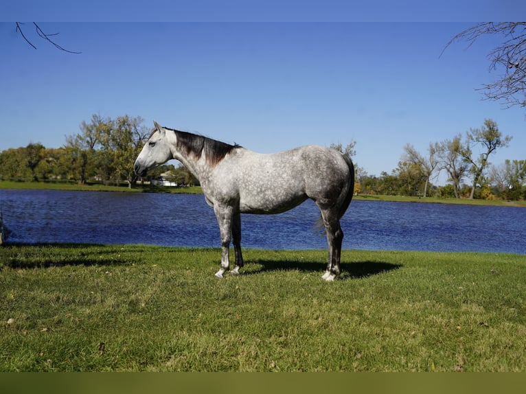 American Quarter Horse Stute 7 Jahre Schimmel in Corsica