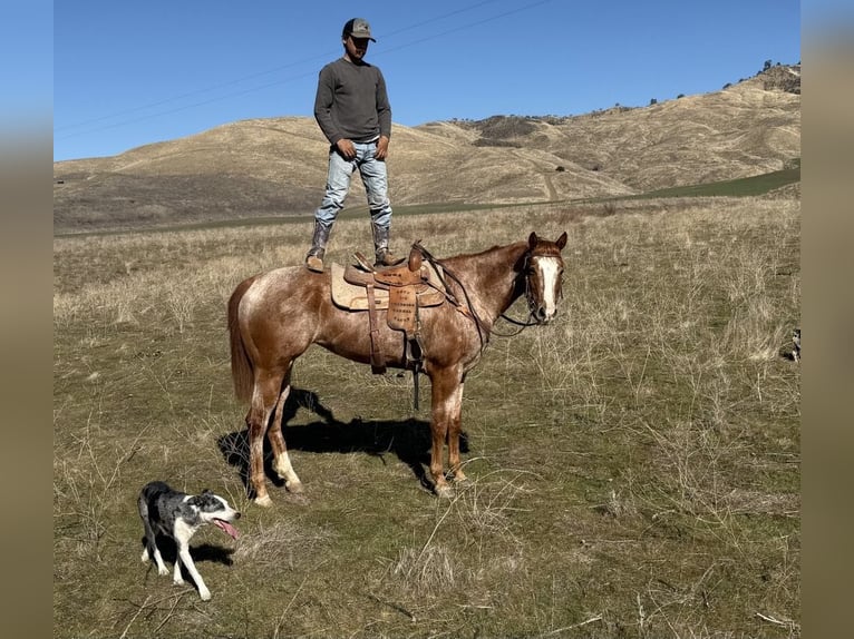 American Quarter Horse Stute 7 Jahre in Paicines CA