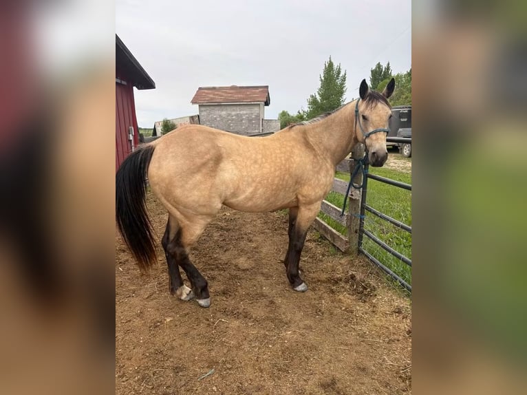 American Quarter Horse Stute 7 Jahre  in Mckinney