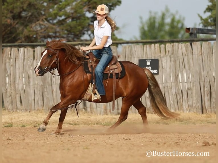 American Quarter Horse Stute 8 Jahre 124 cm Rotbrauner in Weatherford TX