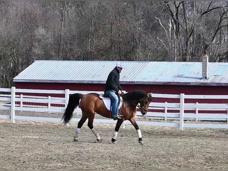 American Quarter Horse Stute 8 Jahre 137 cm Falbe in Sturgis, Mi