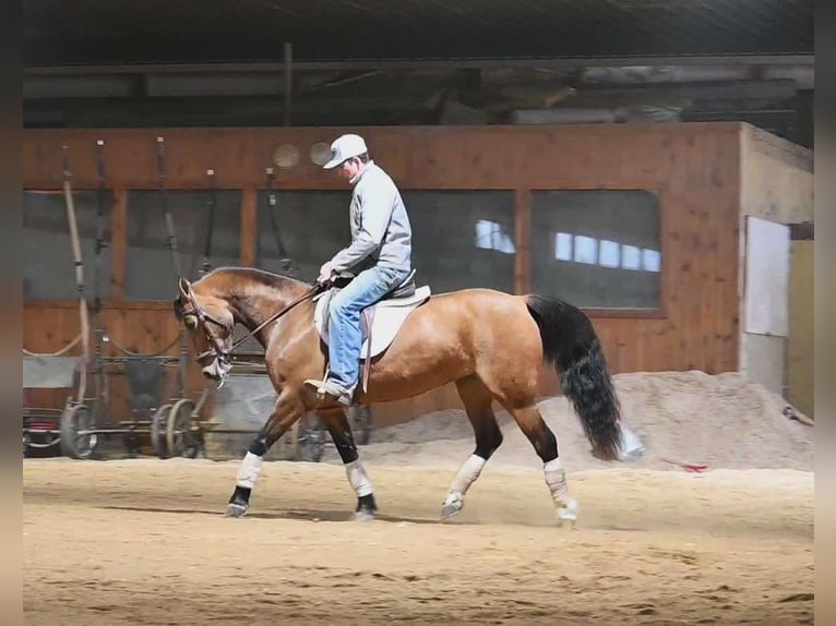 American Quarter Horse Stute 8 Jahre 137 cm Falbe in Sturgis, Mi