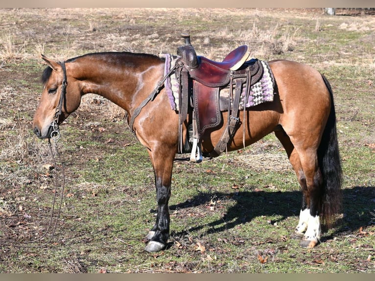 American Quarter Horse Stute 8 Jahre 137 cm Falbe in Sturgis, Mi