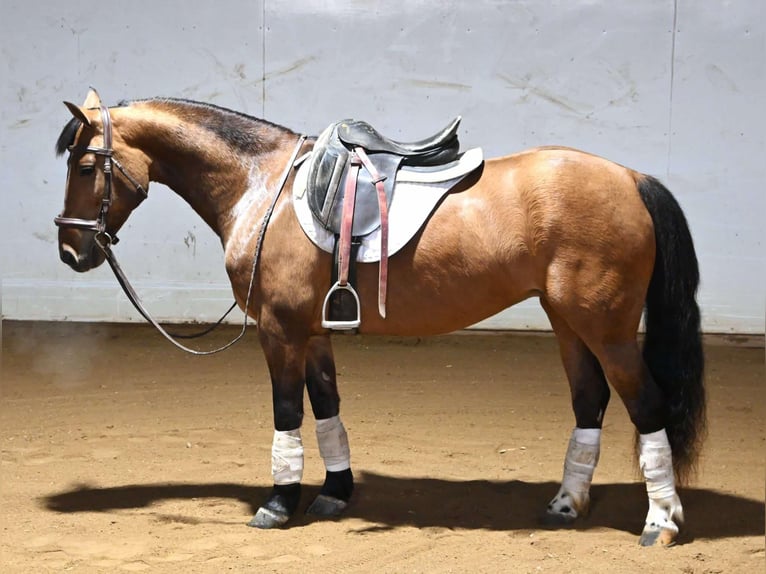 American Quarter Horse Stute 8 Jahre 137 cm Falbe in Sturgis, Mi