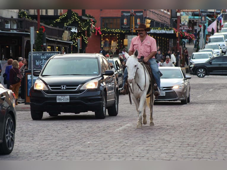 American Quarter Horse Stute 8 Jahre 140 cm White in Stephenville TX