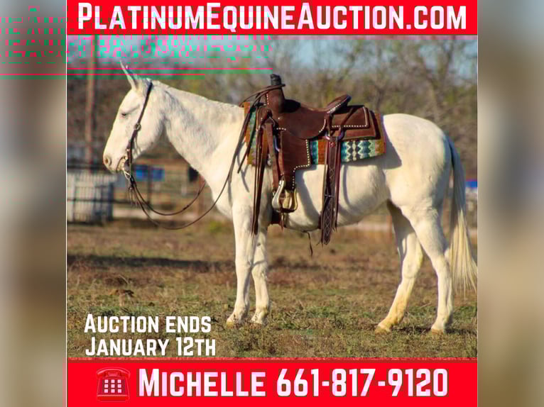 American Quarter Horse Stute 8 Jahre 140 cm White in Stephenville TX