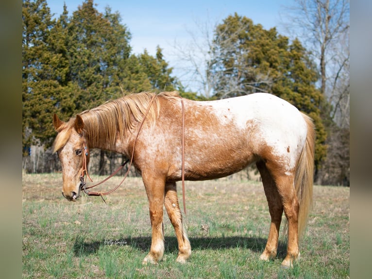 American Quarter Horse Stute 8 Jahre 142 cm Brauner in greenville KY