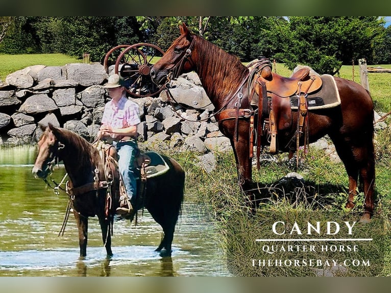 American Quarter Horse Stute 8 Jahre 142 cm Dunkelfuchs in Rose Hill, VA
