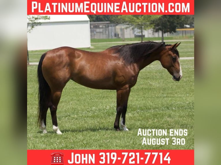 American Quarter Horse Stute 8 Jahre 142 cm Rotbrauner in Lisbon IA