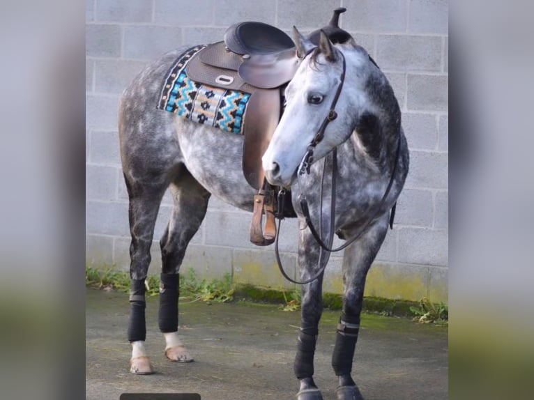 American Quarter Horse Stute 8 Jahre 144 cm Apfelschimmel in Schwalmtal
