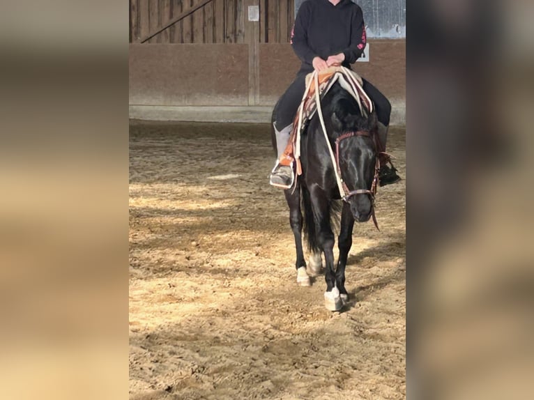 American Quarter Horse Stute 8 Jahre 144 cm Rappe in Memmingen