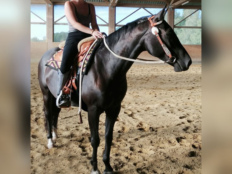 American Quarter Horse Stute 8 Jahre 144 cm Rappe in Memmingen