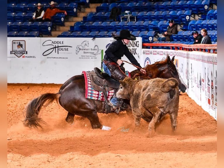 American Quarter Horse Stute 8 Jahre 145 cm in Clarion, PA