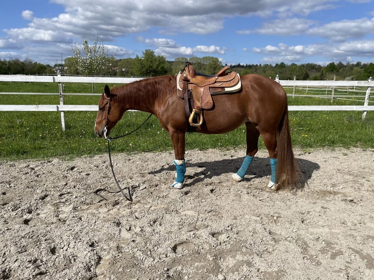 American Quarter Horse Stute 8 Jahre 146 cm Fuchs in Herbolzheim