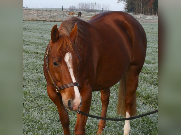 American Quarter Horse Stute 8 Jahre 146 cm Fuchs in Vöcklamarkt