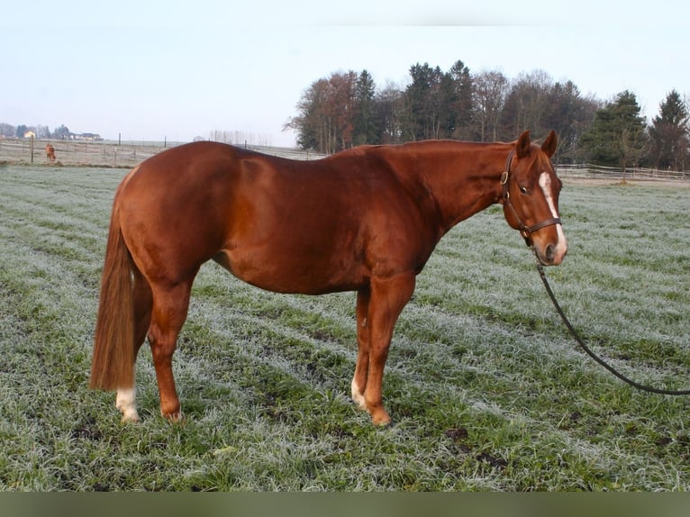 American Quarter Horse Stute 8 Jahre 146 cm Fuchs in Vöcklamarkt