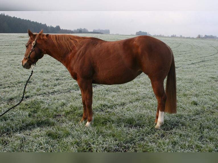 American Quarter Horse Stute 8 Jahre 146 cm Fuchs in Vöcklamarkt