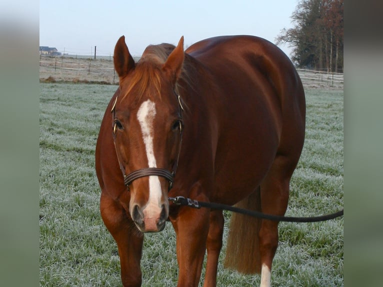 American Quarter Horse Stute 8 Jahre 146 cm Fuchs in Vöcklamarkt