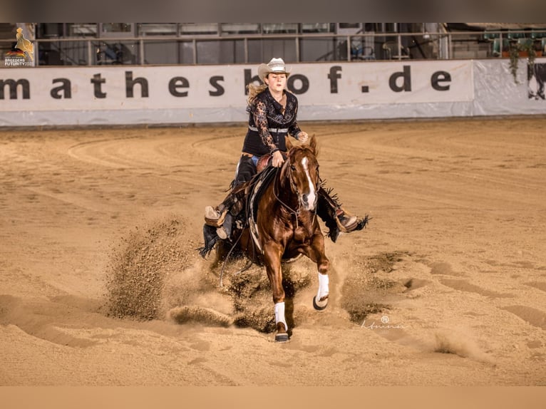 American Quarter Horse Stute 8 Jahre 146 cm Fuchs in Vöcklamarkt