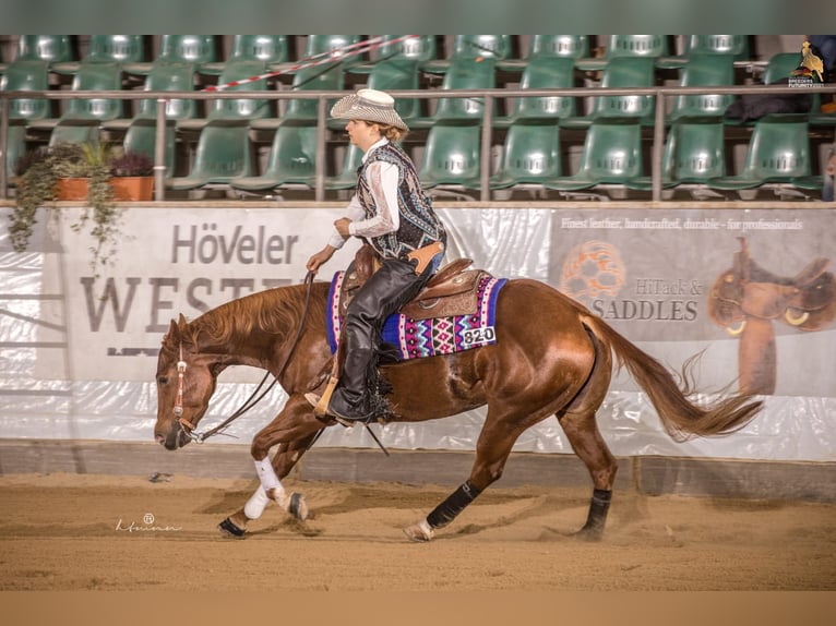 American Quarter Horse Stute 8 Jahre 146 cm Fuchs in Vöcklamarkt