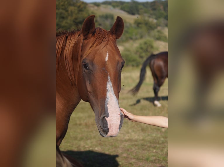 American Quarter Horse Stute 8 Jahre 146 cm Fuchs in Mansfeld