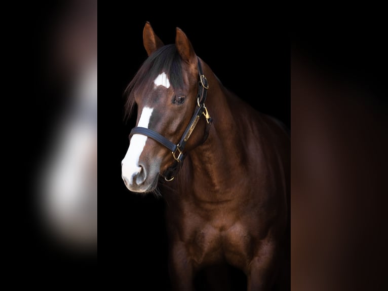 American Quarter Horse Stute 8 Jahre 147 cm Fuchs in Rottenburg am Neckar